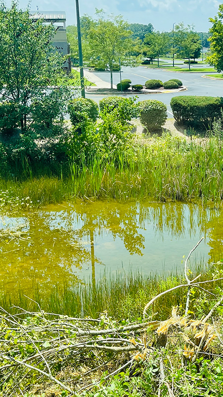 Commercial Retention Pond Restoration and Ongoing Maintenance
